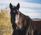 Portrait of a horse in the fields and pastures in warm sunlight