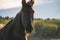 Portrait of a horse in the fields and pastures in warm sunlight