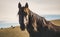 Portrait of a horse in the fields and pastures in warm sunlight