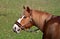 Portrait of a horse, flaxen chestnut