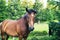 Portrait of a horse with a flowing mane