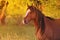 Portrait of a horse free on a field in Argentina