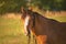 Portrait of a horse free on a field in Argentina