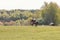 Portrait of horse gallop during eventing competition