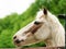 Portrait of the horse with green blurred background