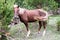 Portrait of a horse on a green meadow. Altai