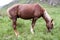 Portrait of a horse on a green meadow. Altai