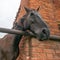 Portrait of horse head, beautiful dark stallion