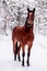 Portrait of horse with heart mark on the head