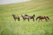 Portrait of horse herd standing in green field