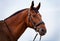 Portrait of a horse Holstein against the blue sky