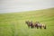 Portrait of horse mare herd in green field