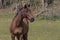 Portrait of a horse on a pasture near the forest in summer.