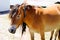 Portrait of horse pottok in countryside mountains in basque country la rhune france