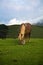 Portrait of horse pottok in irati mountains, basque country, france
