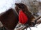 Portrait of horse with red pompon at Carpathian mountain village