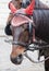 Portrait of a horse in traditional Vienna carriage harness