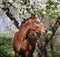 Portrait of a horse under the tree