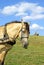 Portrait of horse and windmill