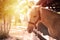 Portrait of a horse in a wooden barn gate