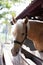 Portrait of a horse in a wooden barn gate