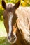 Portrait of a horse on yellow