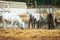 Portrait of horses.