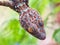 portrait house gecko