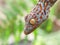 portrait house gecko