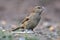 Portrait of house sparrow passer domesticus