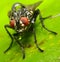 Portrait of a housefly