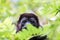 Portrait of a howler monkey