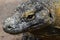 Portrait of huge head of Komodo dragon in Bali, Indonesia