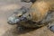 Portrait of huge Komodo dragon resting on the sand in Bali, Indonesia