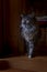 Portrait of a huge Maine Coon cat on dark background, Room at dusk.