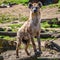 Portrait of huge and powerful African spotted hyena