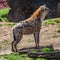 Portrait of huge and powerful African spotted hyena
