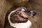 Portrait of a Humboldt Penguin