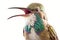 portrait of hummingbird smiling with all his teethon a white background