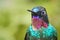 Portrait of hummingbird with wonderful colors