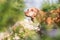 Portrait of a hungarian dog lying on a bench, framed with petals