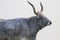 Portrait of a Hungarian Grey bull