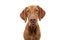 Portrait hungarian hound pointer vizsla dog looking at camera. isolated on white background