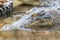 Portrait of the hungry crocodile in the pond at the crocodile farm