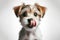 Portrait hungry and funny cute little jork terrier puppy licking it lips with tongue on white background. ai generative