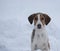 Portrait of a hunting breed of dogs Russian piebald hound