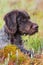 Portrait of hunting dog german wirehaired pointer