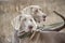 Portrait of a hunting dog. Weimaraner. Weimar Pointer. Dogs in the field before hunting