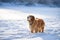 portrait Hunting dog in winter forest. Dog on a winter hunt. A hunting dog in a snowy park in cold weather