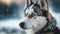 Portrait Husky with blue eyes. Black and white Siberian husky against the backdrop of a winter landscape. Ai generated